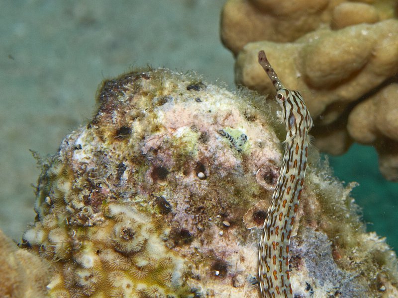Pipefish, House Reef